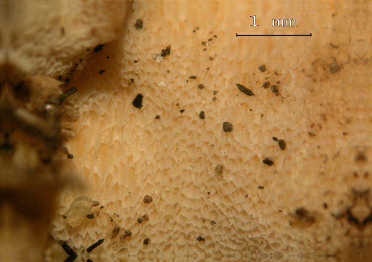 Crosta bianca da determinare - foto6870(Rigidoporus undatus)